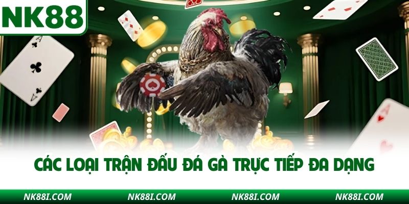 Các loại trận đấu đá gà trực tiếp đa dạng